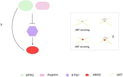 New Insights Into Functions of IQ67-Domain Proteins